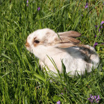 Пасхальный кролик