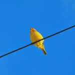 Золотая птица