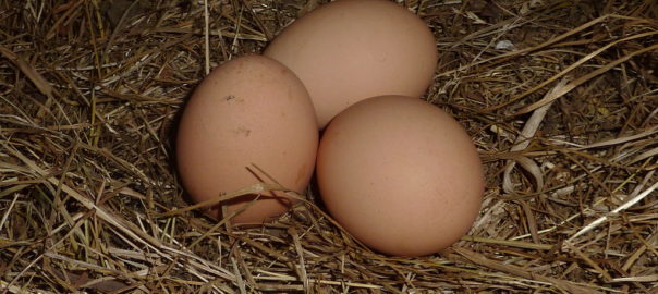 Куриное гнездо с яйцами